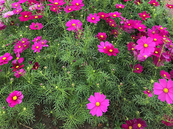 衢州鲜花布置-花艺设计